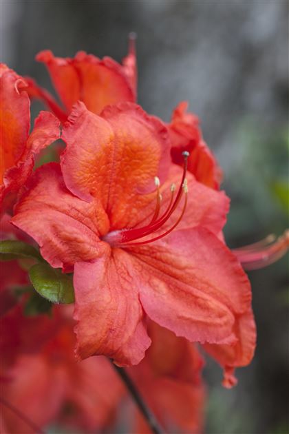 Azalea Knap-Hill 'Feuerwerk' von Bruns Pflanzen