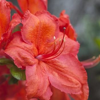 Rhododendron luteum 'Feuerwerk'