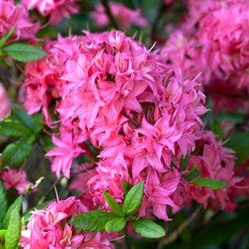 Rhododendron luteum 'Homebush'