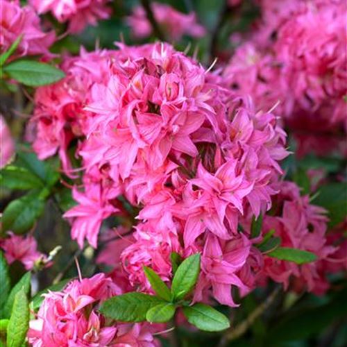 Azalea Knap-Hill 'Homebush'