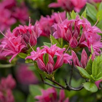 Rhododendron luteum 'Homebush'