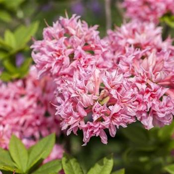 Rhododendron luteum 'Homebush'