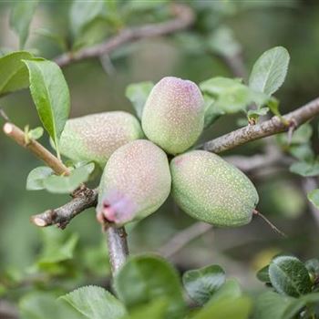 Chaenomeles japonica