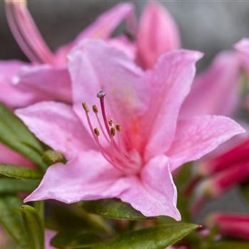 Rhododendron luteum 'Jolie Madame'