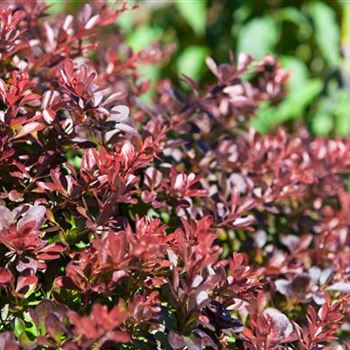 Berberis thunbergii 'Atropurpurea Nana'