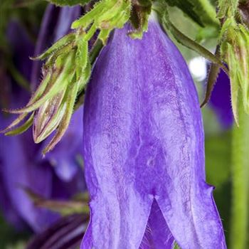 Campanula punctata 'Sarastro'