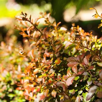 Berberis thunbergii 'Atropurpurea Nana'