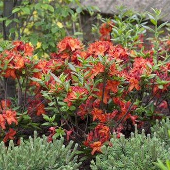 Rhododendron luteum 'Parkfeuer'