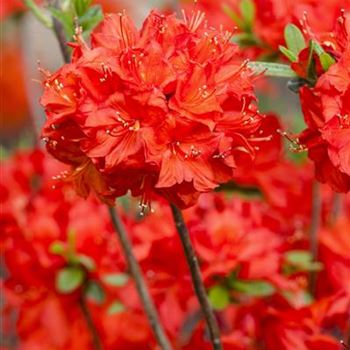 Rhododendron luteum 'Parkfeuer'