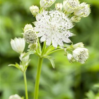 Astrantia major 'Shaggy'