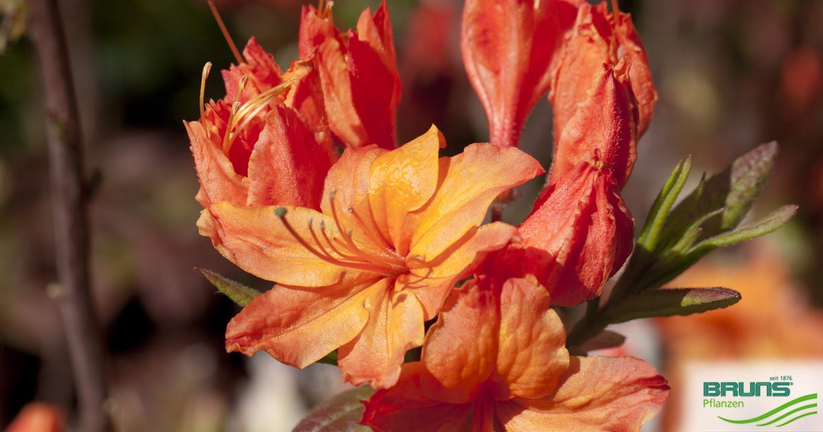 Azalea Knap-Hill 'Rumba' von Bruns Pflanzen