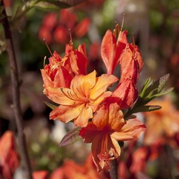 Rhododendron luteum 'Rumba'