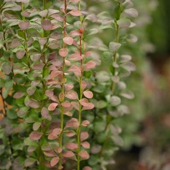 Berberis thunbergii 'Helmond Pillar'