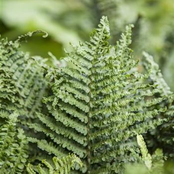 Athyrium filix-femina