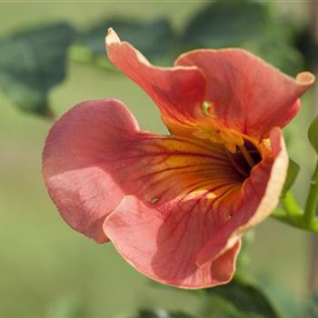 Campsis radicans