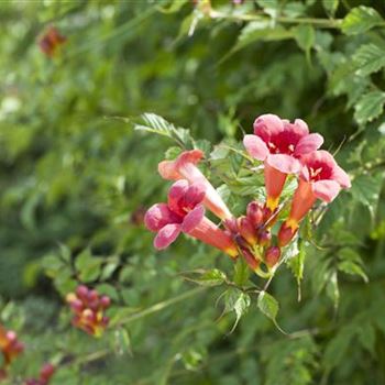 Campsis radicans