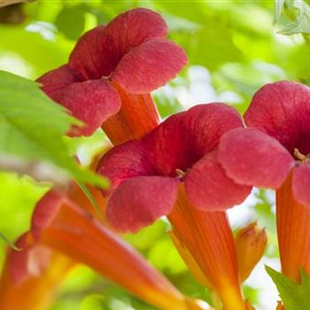 Campsis radicans