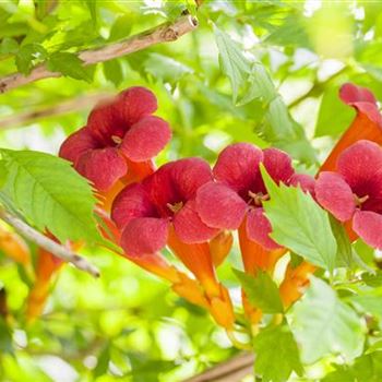 Campsis radicans