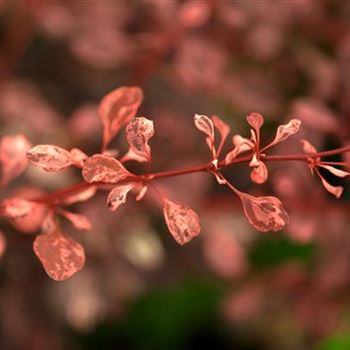 Berberis thunbergii 'Rose Glow'