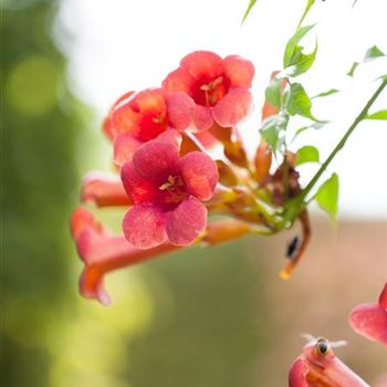 Campsis radicans 'Flamenco'