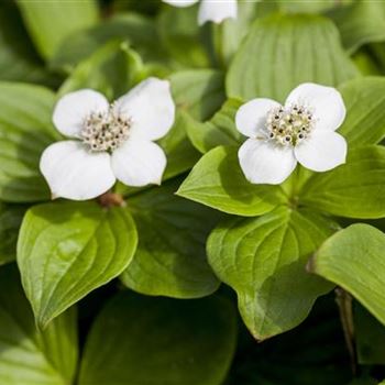 Cornus canadensis