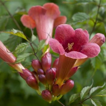 Campsis radicans 'Flamenco'