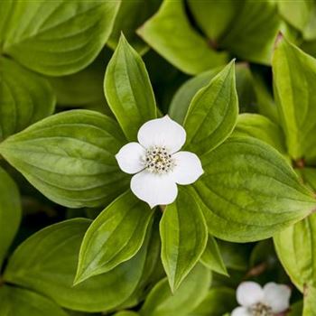 Cornus canadensis