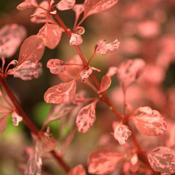 Berberis thunbergii 'Rose Glow'