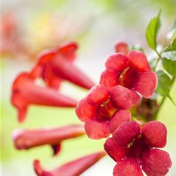 Campsis radicans