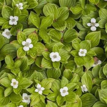 Cornus canadensis