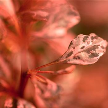 Berberis thunbergii 'Rose Glow'