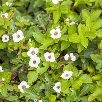 Cornus canadensis