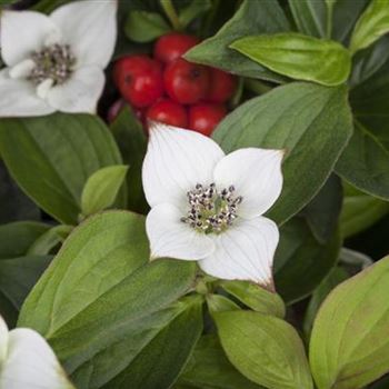 Cornus canadensis