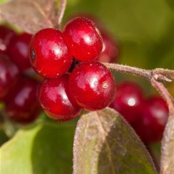 Cornus canadensis