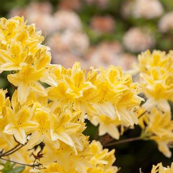 Rhododendron molle 'Adriaan Koster'