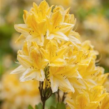 Rhododendron molle 'Adriaan Koster'