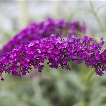 Buddleja davidii 'Royal Red'