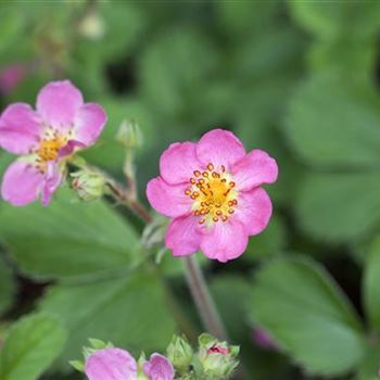 Fragaria x ananassa 'Pink Panda'®