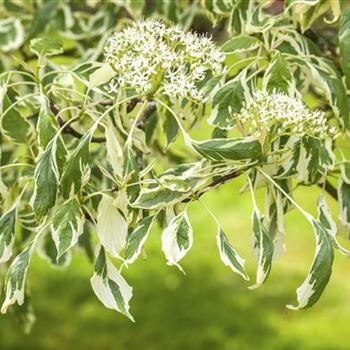 Cornus controversa 'Variegata'