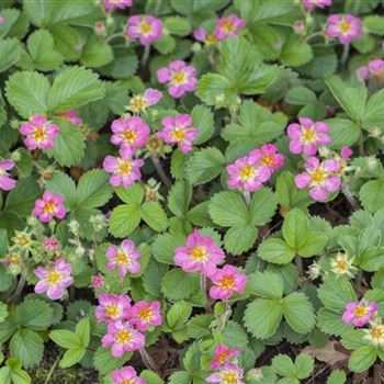 Fragaria x ananassa 'Pink Panda'®