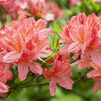 Rhododendron molle 'Dinie Metselaar'