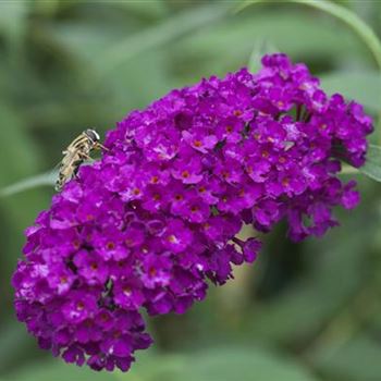 Buddleja davidii 'Royal Red'