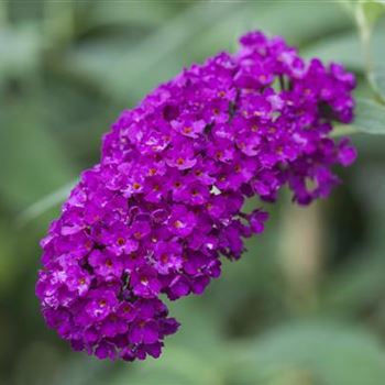 Buddleja davidii 'Royal Red'