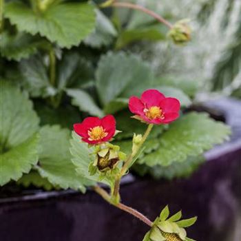 Fragaria x ananassa 'Red Ruby'®