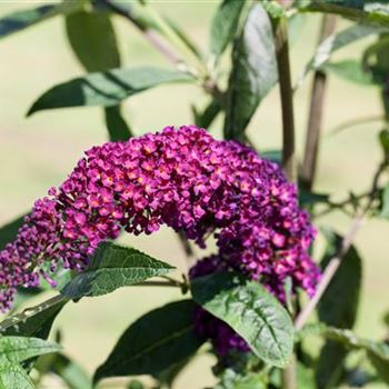 Buddleja davidii 'Royal Red'