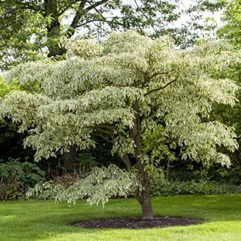 Cornus controversa 'Variegata'