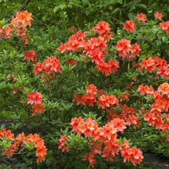 Rhododendron molle 'Hugo Koster'