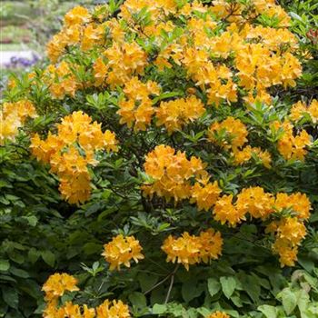 Rhododendron molle 'Nicolaas Beets'