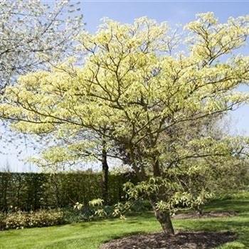 Cornus controversa 'Variegata'