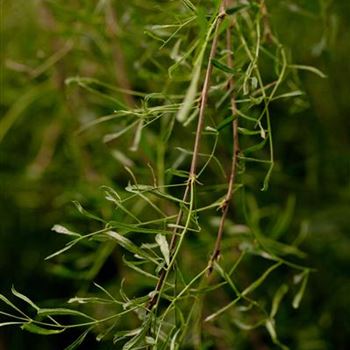 Caragana arborescens 'Walker'